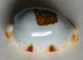 /products/cypraea-clavicola-lorenz-19981/