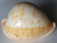 /products/cypraea-armeniaca-verco-1912/
