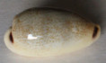 /products/cypraea-quadrimaculata-j-e-gray-1824-/