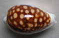 /products/cypraea-exmouthensis-magnifica-lorenz-2002/