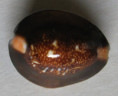 /products/cypraea-caputserpentis-linnaeus-17581/