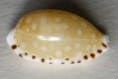 /products/cypraea-cumingii-sowerby-18321/
