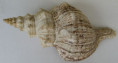 /products/triplofusus-giganteus-kiener-1840-synonyms-fasciolaria-gigantea/