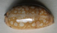 /products/cypraea-scurra-gmelin-j-f-17914/