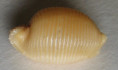 /products/cypraea-childreni-novaecaledoniae-f-a-schilder-m-schilder-1952/