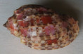 /products/harpa-doris-roding-17983/