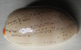 /products/cypraea-isabella-linnaeus-17581/
