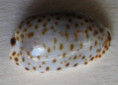/products/cypraea-irrorata-gray-18282/