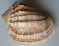 /products/harpa-crenata-swainson-18223/