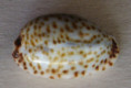 /products/cypraea-irrorata-2-gray-1828/