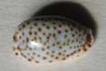 /products/cypraea-irrorata-gray-18284/