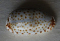 /products/cypraea-irrorata-gray-1828/
