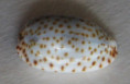 /products/cypraea-irrorata-gray-18287/