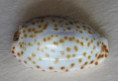 /products/cypraea-irrorata-gray-18286/