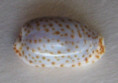 /products/cypraea-irrorata-gray-18285/
