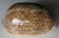 /products/cypraea-eglantina-duclos-1833-/