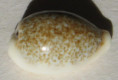 /products/cypraea-dayritiana-2-cate-1963/
