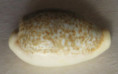 /products/cypraea-dayritiana-3-cate-1963/