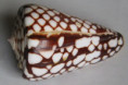 /products/conus-marchionatus-hinds-18452/