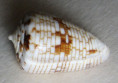 /products/conus-melvilli-sowerby-1879/
