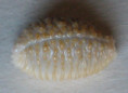 /products/cypraea-nucleus-gemmosa/