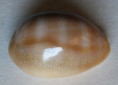 /products/cypraea-schilderorum-iredale-19392/
