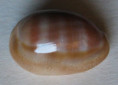 /products/cypraea-schilderorum-iredale-19391/