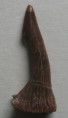 /products/onchopristis-numidus/