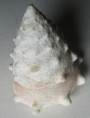 /products/tectus-dentatus-forsskal-1775/