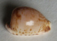 /products/cypraea-edentula-nahoonensis-lorenz-19891/