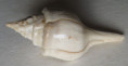 /products/clavilithes-scalaris-fasciolariidae/