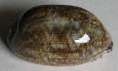 /products/cypraea-eglantina-duclos-1833-black/