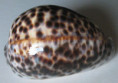 /products/cypraea-tigris-schilderiana-c-n-cate-19612/