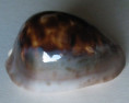/products/cypraea-venusta-roseopunctata-melvill-1888/