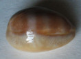 /products/cypraea-schilderorum-iredale-1939/
