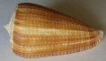 /products/conus-sulcatus-f-bocki-sowerby-18821/