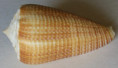 /products/conus-sulcatus-f-bocki-sowerby-1882/