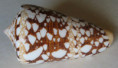 /products/conus-ammiralis-linne-17581/