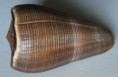 /products/conus-figulinus-linnaeus-1758-giant/