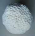 /products/astralium-rhodostoma-with-coral/
