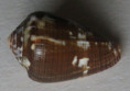 /products/conus-catus-fuscoolivaceus-/