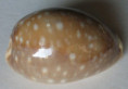 /products/cypraea-vitellus-polynesiae-f-a-schilder-m-schilder-19391/
