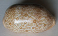 /products/cypraea-argus-linnaeus-1758/