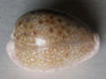 /products/cypraea-marginalis-dillwyn-18274/