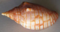 /products/harpulina-loroisi-valenciennes-18631/