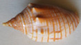/products/harpulina-arausiaca-3-lightfoot-j-1786/
