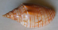 /products/harpulina-arausiaca-2-lightfoot-j-1786/