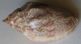 /products/harpulina-lapponica-linneaus-1767/