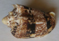 /products/cymbiola-chrysostoma-swainson-18221/