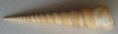 /products/turritella-terebra-linne-1758/